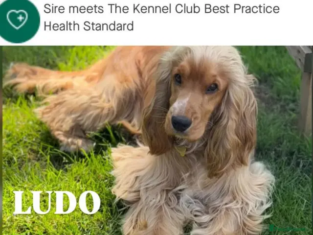 Cocker Spaniel dogs for stud: LUDO Golden KC Show Cocker Spaniel Stud BEST TEST - Advert 2