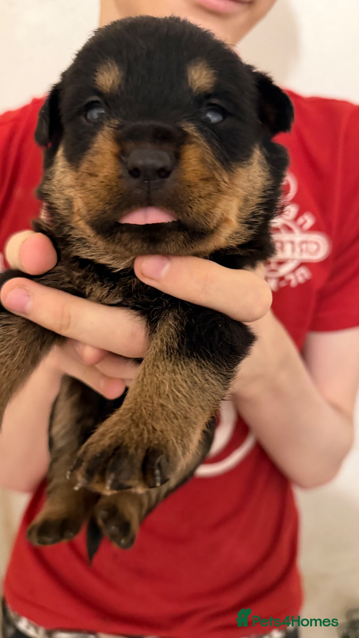 Rottweiler dogs Beautiful KC Rottweiler Pups for sale Essex £1500  - Advert 5