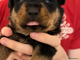 Rottweiler dogs Beautiful KC Rottweiler Pups for sale Essex £1500 - Advert 5