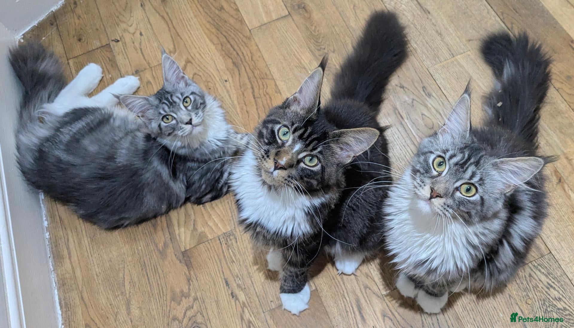 Maine Coon cats for sale: TICA Maine Coon Kittens | Champion Sired 🏆 - Advert 2