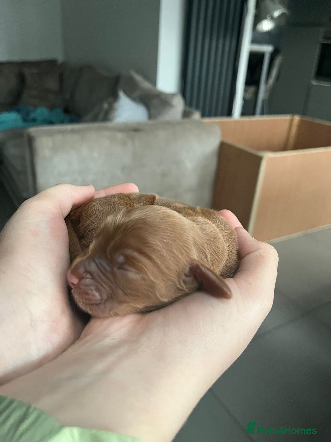Cockapoo dogs for sale: F1b cockapoo puppies 3 boys 2 girls  - Image 5