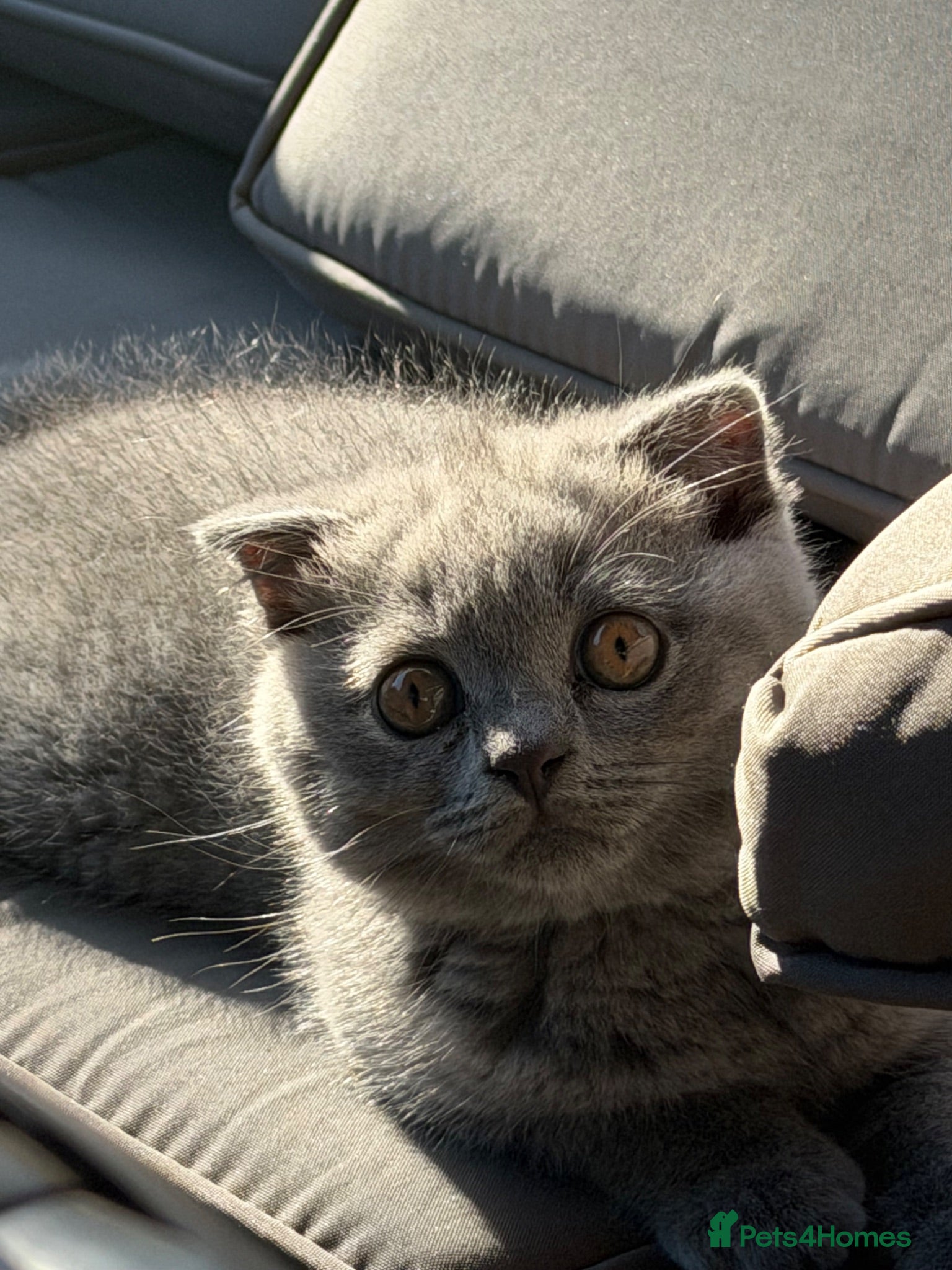 Scottish Fold cats Scottish Fold and Scottish straight kittens. - Advert 2