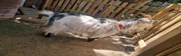 Goats livestock for sale: Pygmy goats  - Advert 7