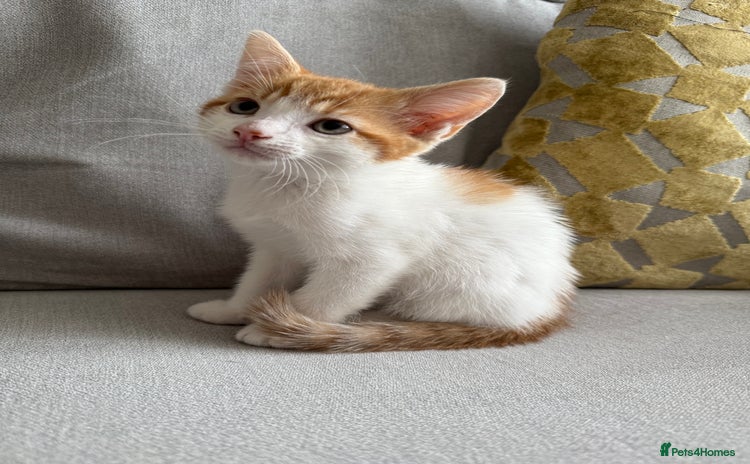 Mixed Breed cats - Advert 11