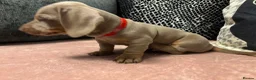 Dachshund dogs for sale: Isabella & Tan and chocolate Miniture Dachshund  in Dorchester - Advert 6