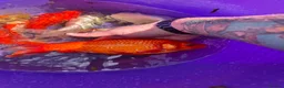 Goldfish fish for sale: Goldfish in Lancing - Advert 5