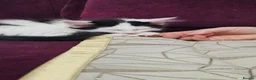 Mixed Breed cats for sale: 2 Gorgeous Fluffy Kittens (1 male 1 female) in Hook - Advert 8