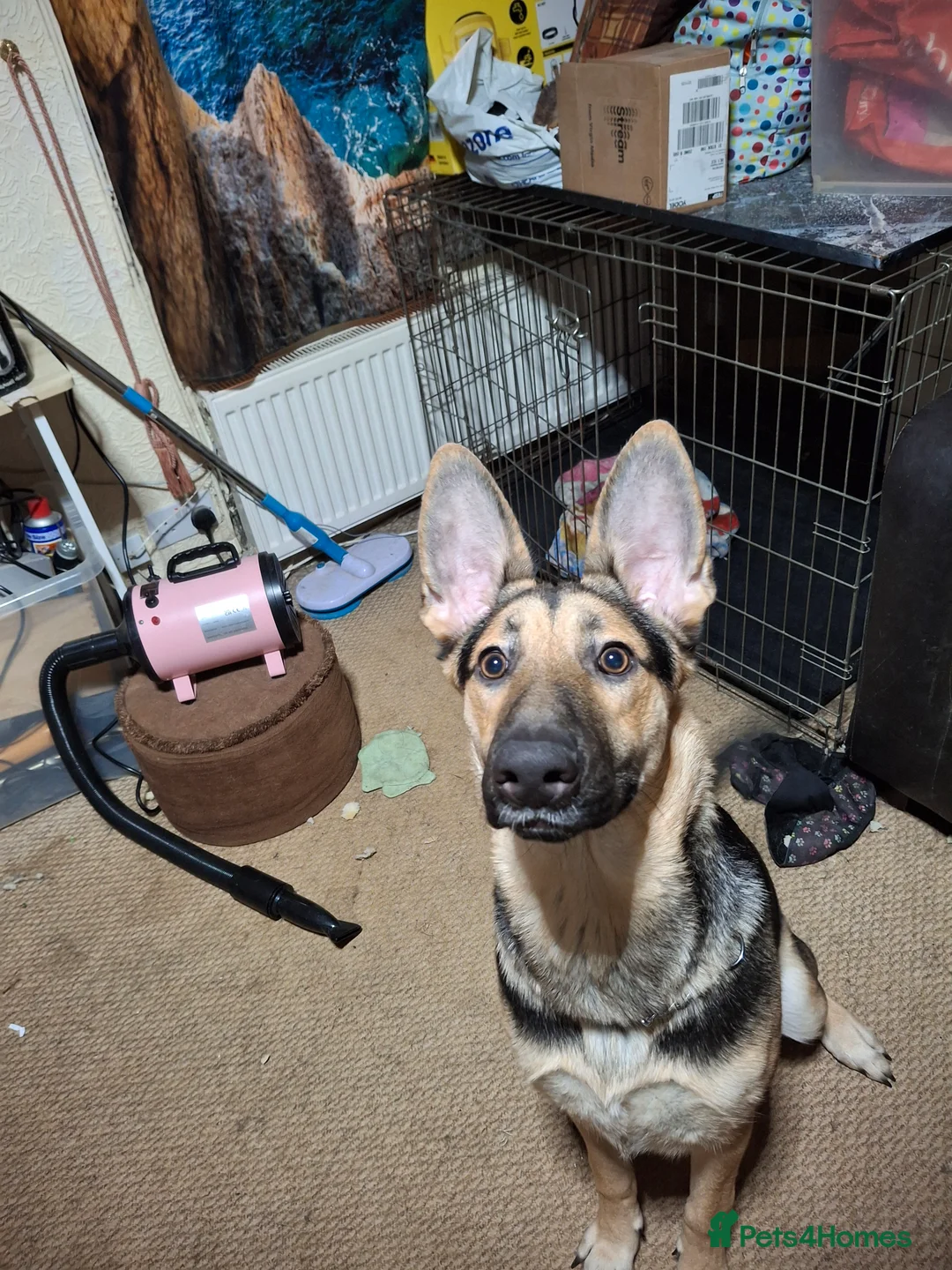 Belgian Shepherd Dog dogs for sale: Shepherd Malinois X for sale in Darlington - Advert 7