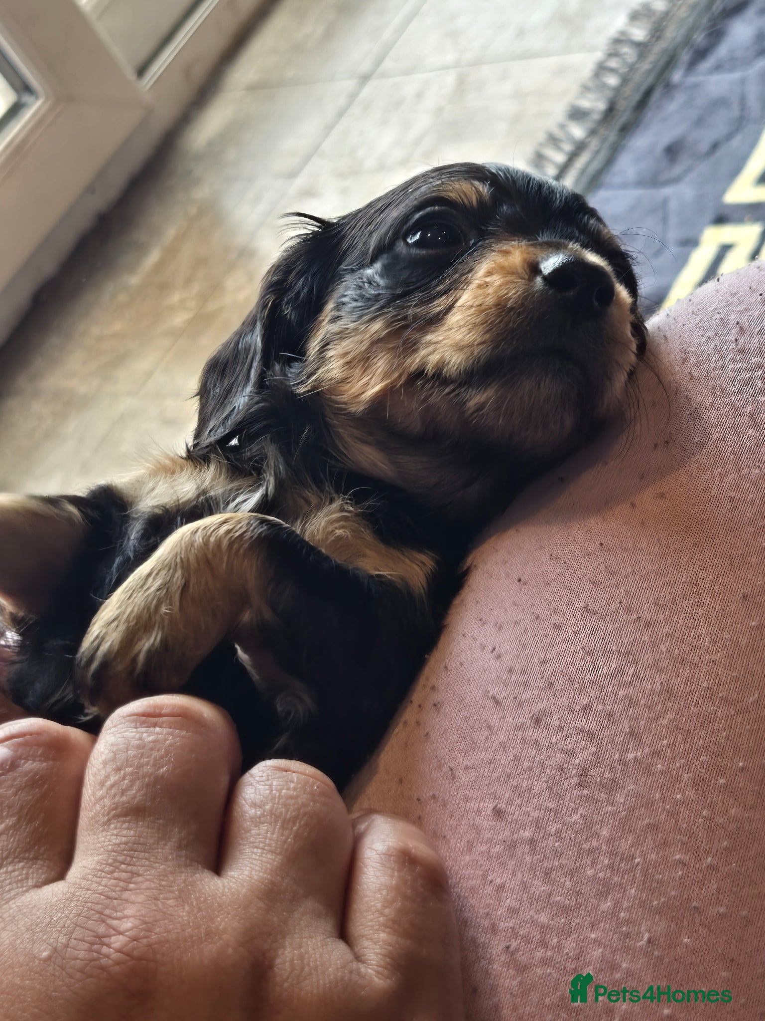 Dachshund dogs for sale: 5 gorgeous dachshund puppies for loving homes in Ludlow - Advert 31