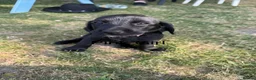 Cockerdor dogs for sale: 1 BEAUTIFUL COCKERDOR LEFT TO FIND FOREVER HOME - Advert 13