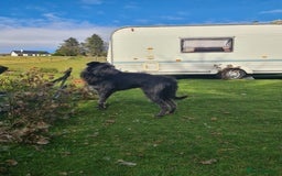 Mixed Breed dogs for sale: 10 Beautiful bedlington whippet x lurcher puppies! - Image 18