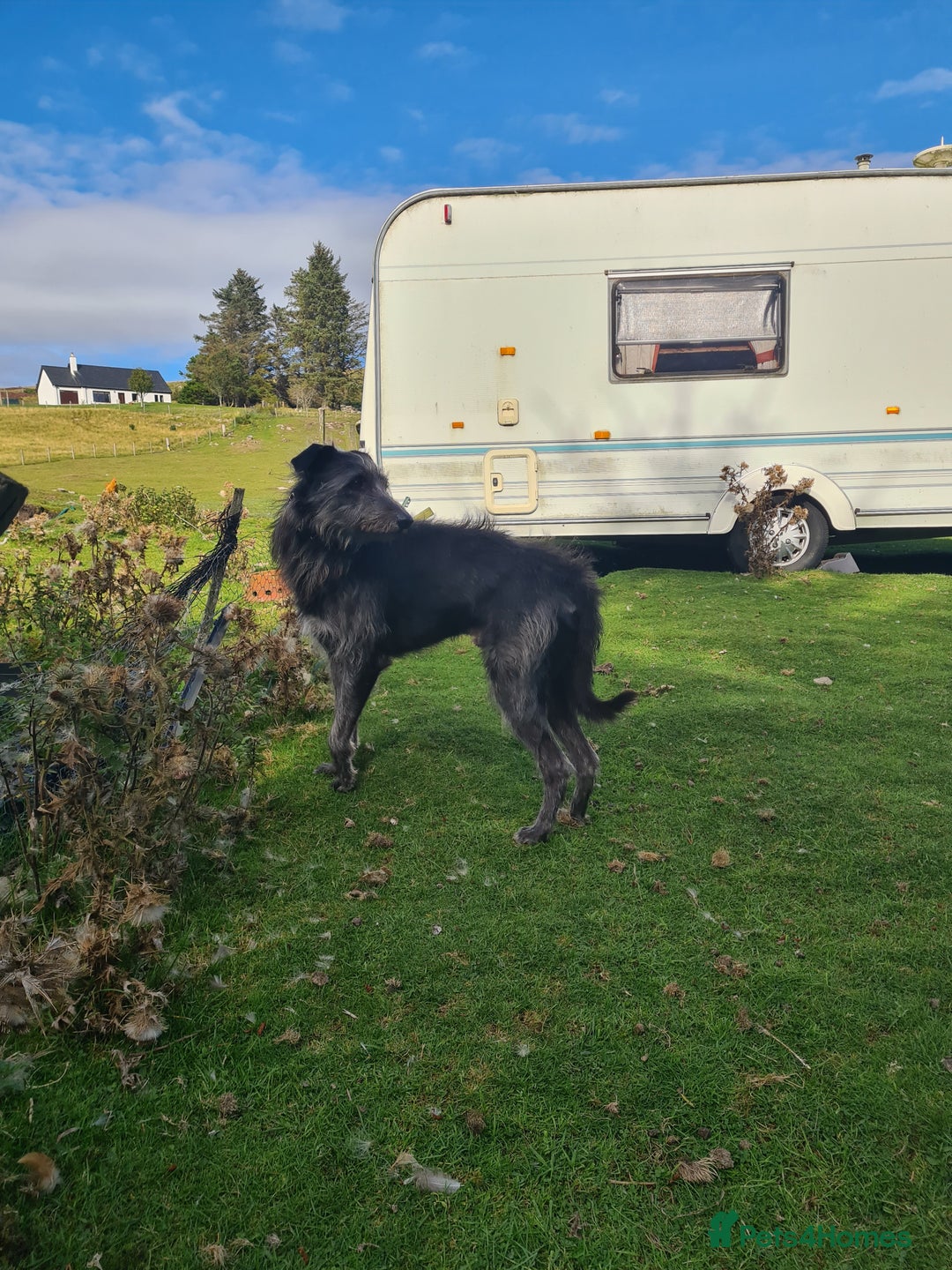 Mixed Breed dogs for sale: 10 Beautiful bedlington whippet x lurcher puppies! - Image 18