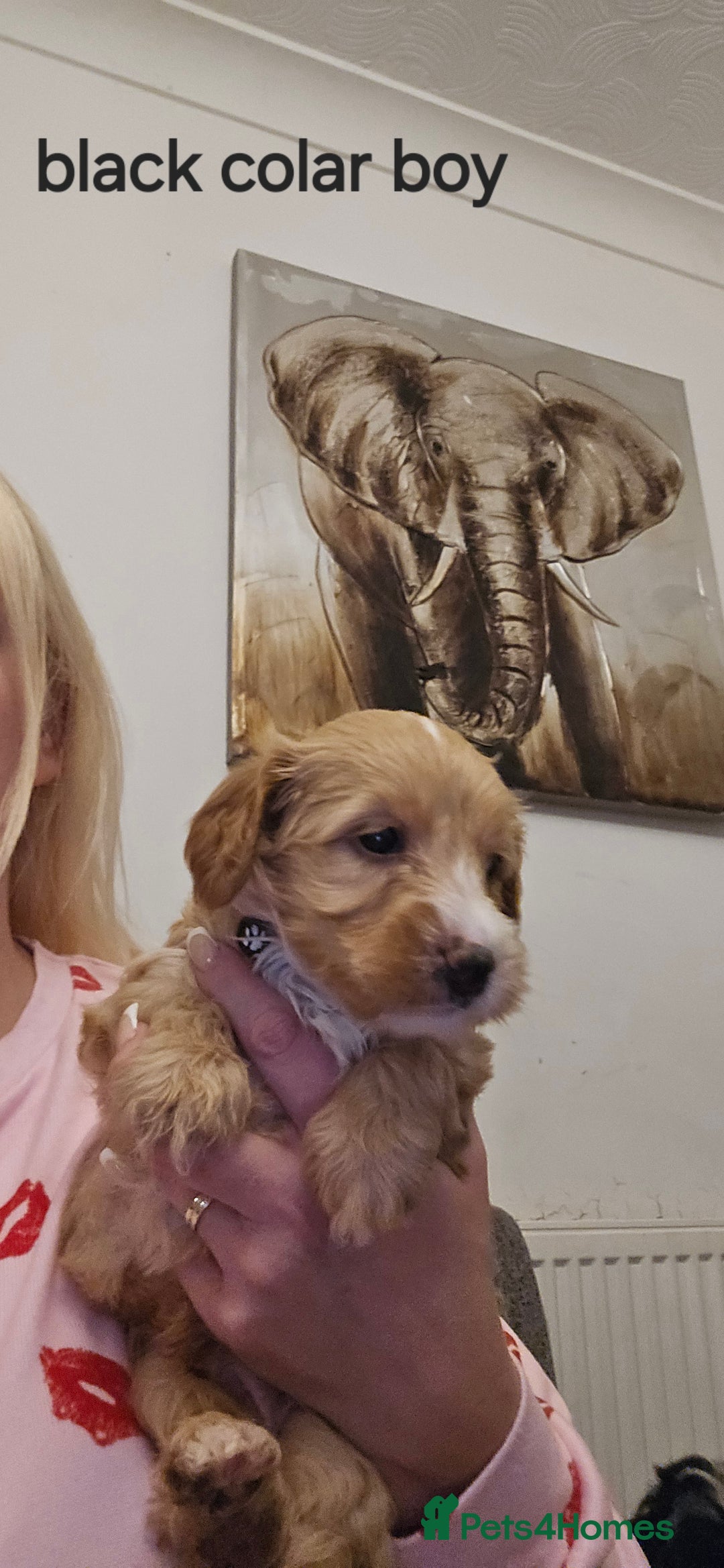 Cockapoo dogs for sale: 7 f2 cockapoos - Advert 7