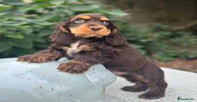 Cocker Spaniel dogs - Advert 9
