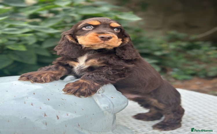 Cocker Spaniel dogs - Advert 10