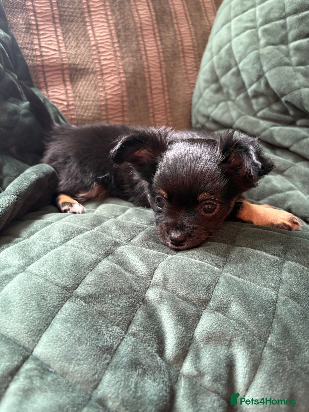 Chihuahua dogs for sale: Tiny Stunning Fluffy Chihuahua Puppy - Image 3