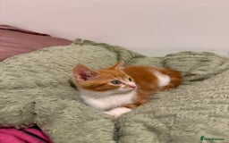 Mixed Breed cats for sale: Ginger & White Kitten Playful, Affectionate 🐾 - Image 2