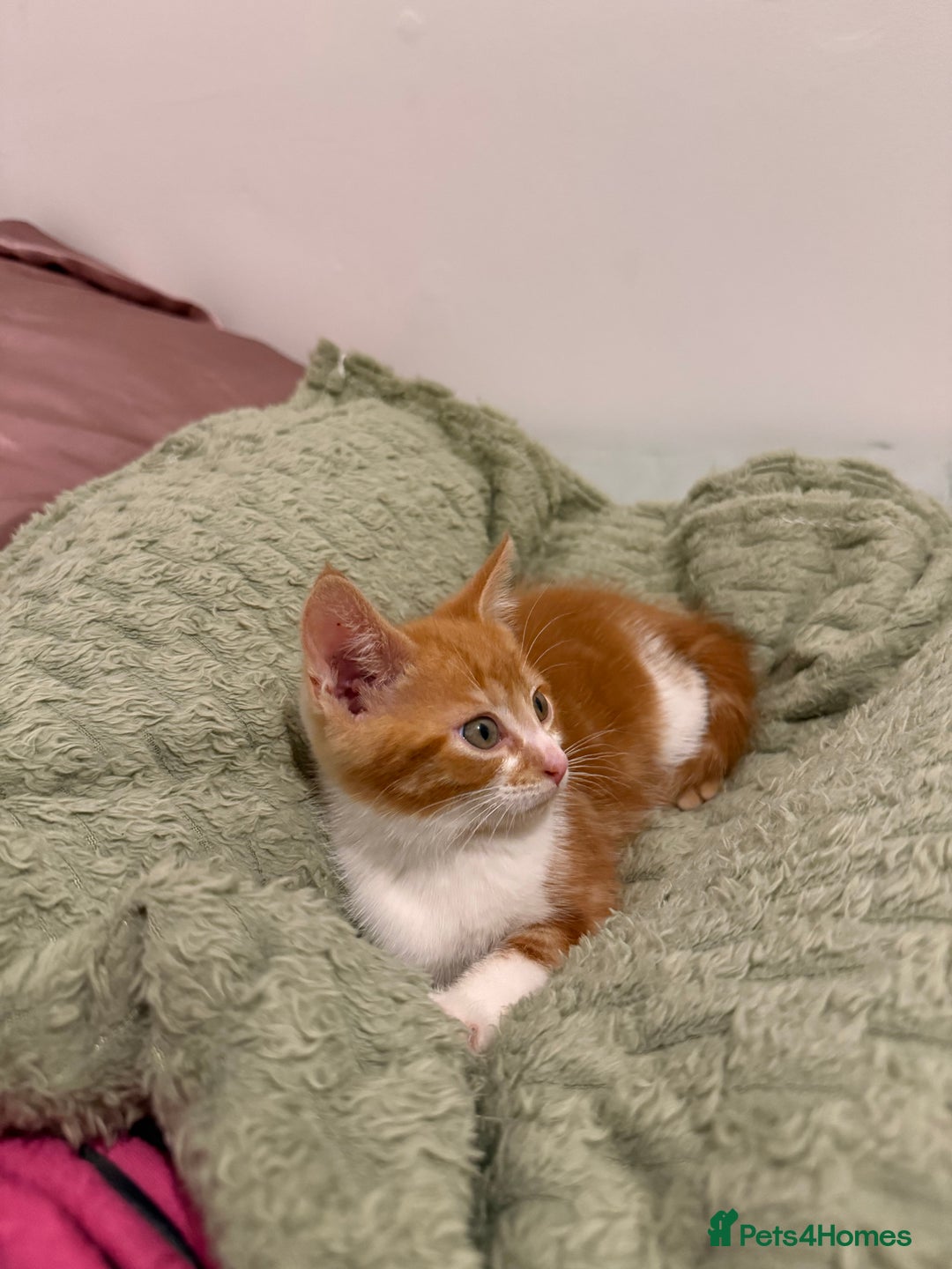Mixed Breed cats for sale: Ginger & White Kitten Playful, Affectionate 🐾 - Image 2