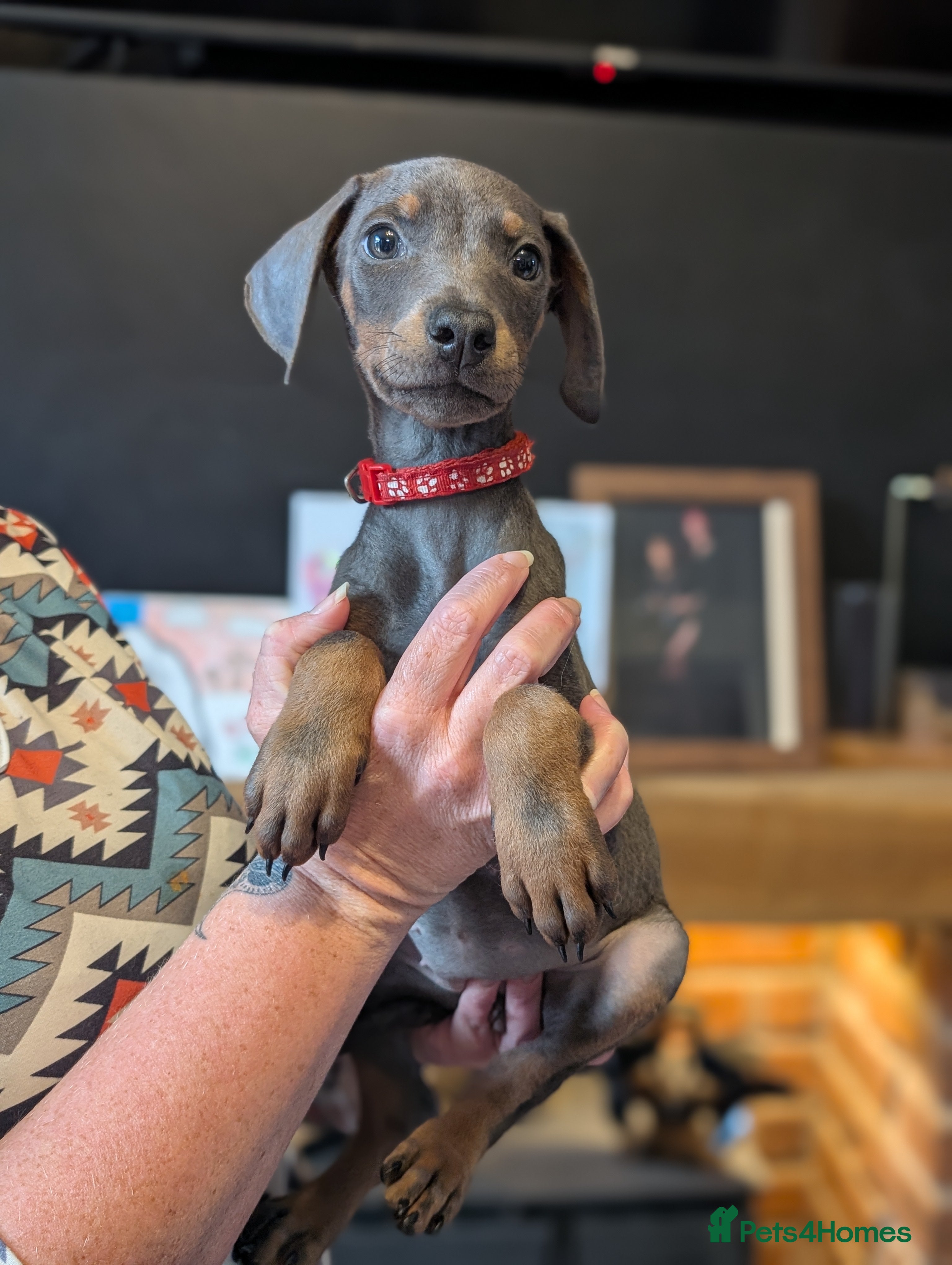 Dobermann dogs doberman puppies - ready this week 🐾 - Advert 4