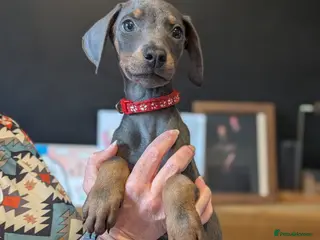Dobermann dogs doberman puppies - ready this week 🐾 - Advert 4