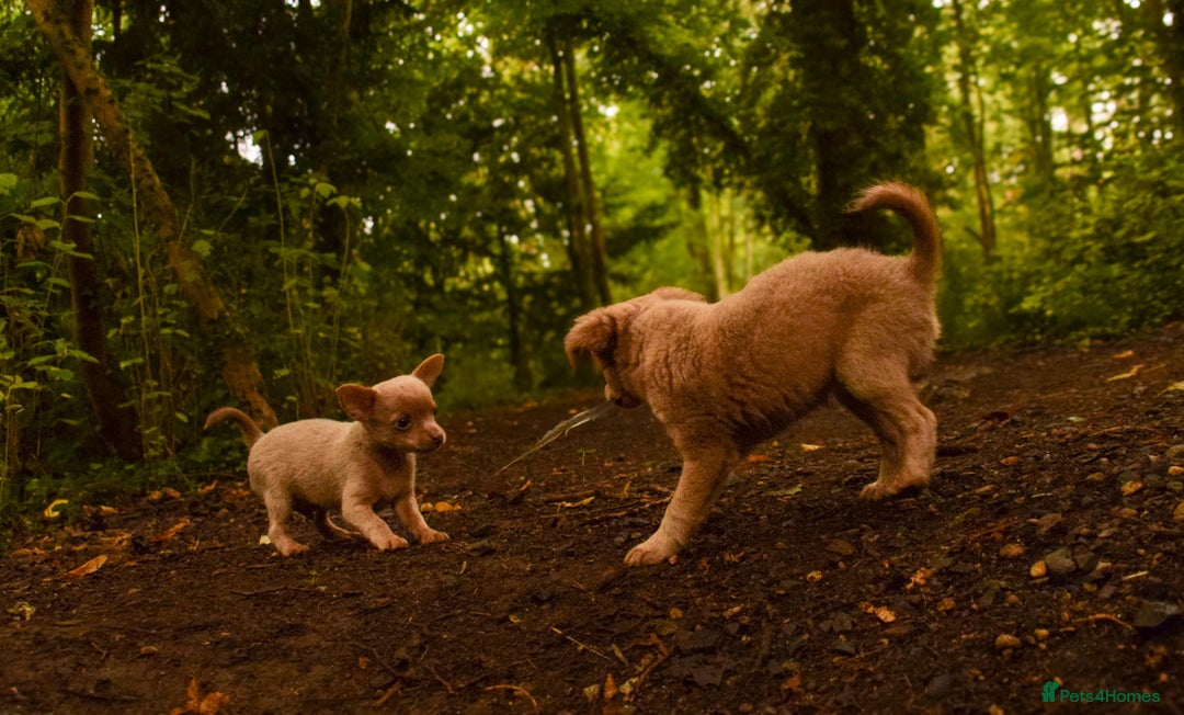 Chihuahua dogs for sale: Last Pup left! Ready for his new home!  - Image 10