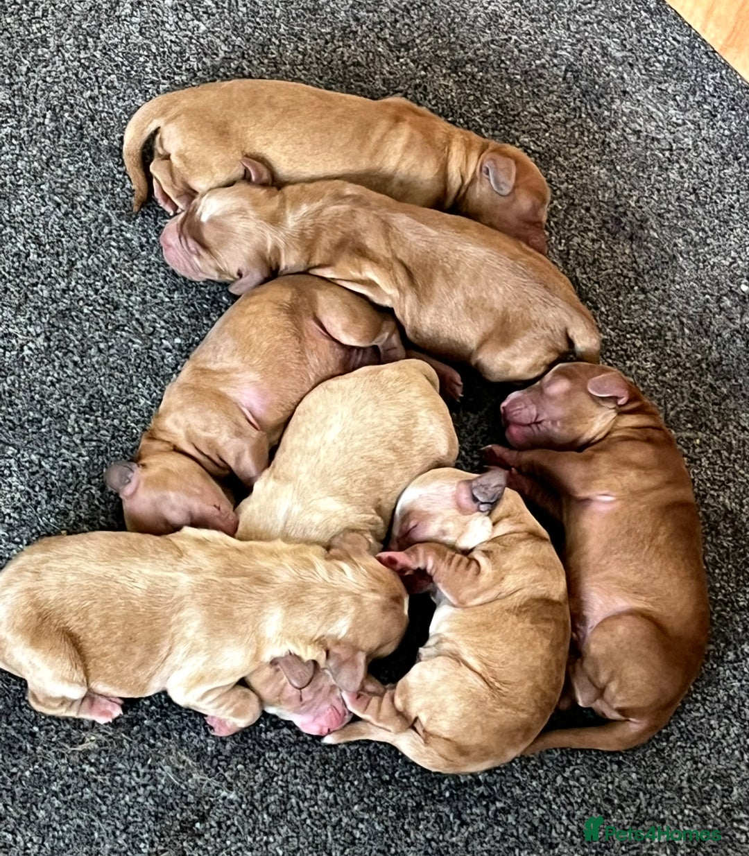Cockapoo dogs for sale: 7 beautiful cockapoos  - Image 5