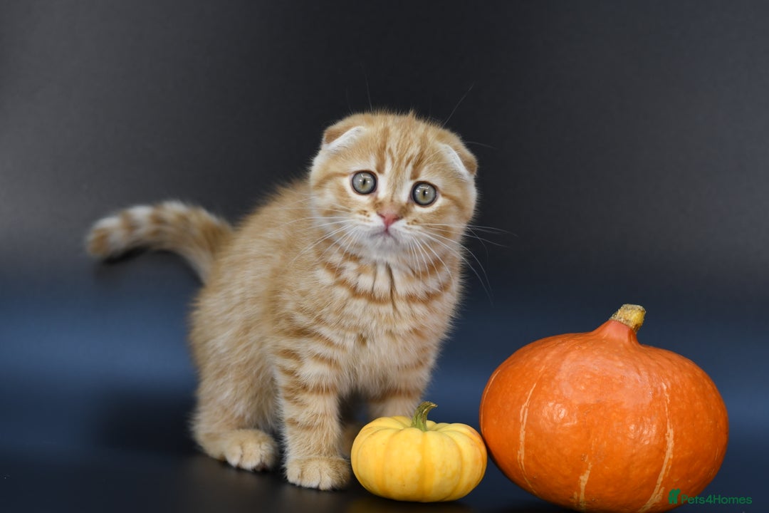 Scottish Fold cats for sale: LICENSED CATTERY, PURE BREED TOP QUALITY KITTENS - Image 13