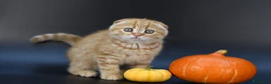 Scottish Fold Kitten 2