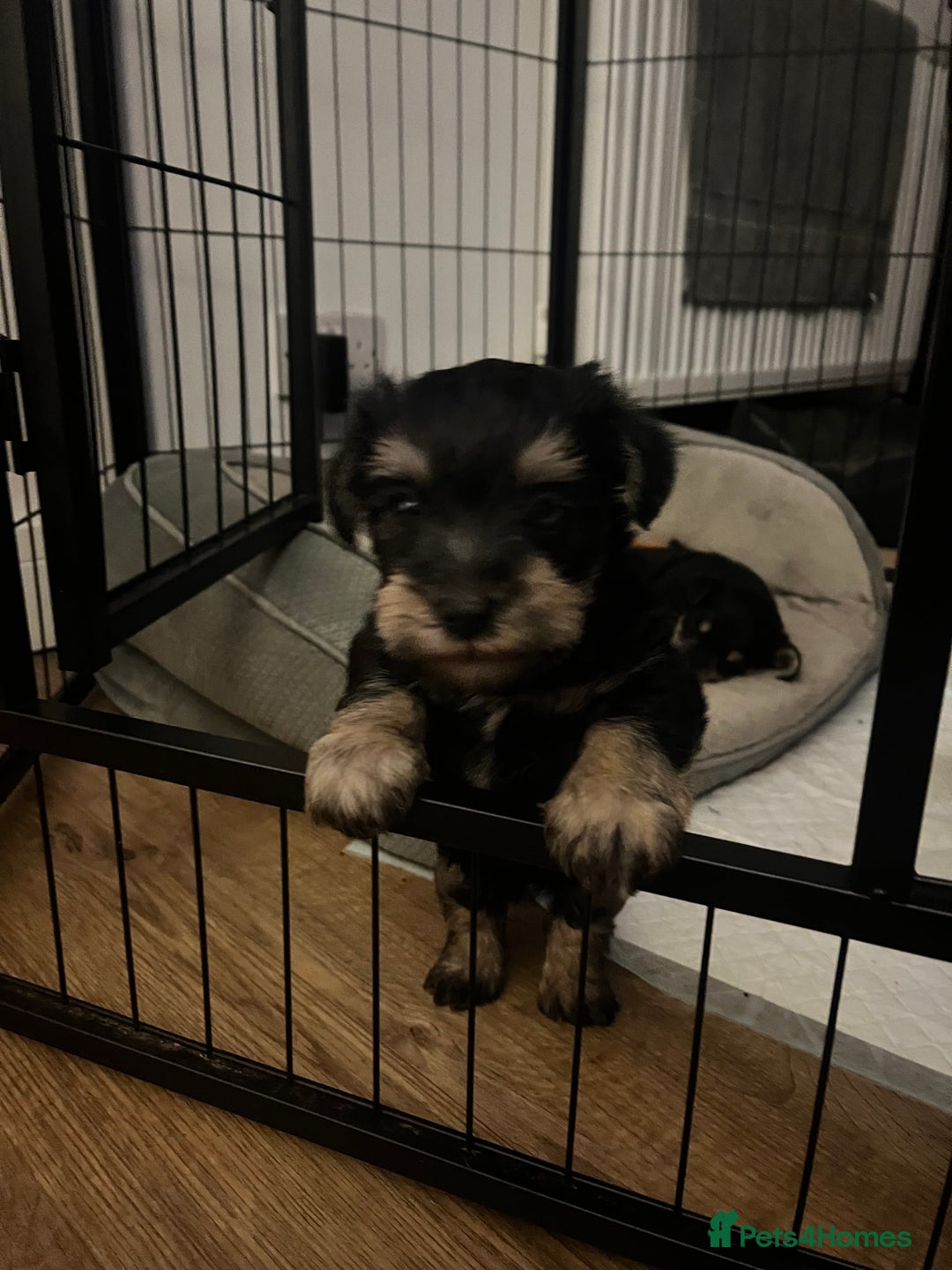 Mixed Breed dogs for sale: Schnorkie puppies - pedigree Schnauzer Dad - Advert 2