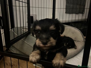 Mixed Breed dogs Schnorkie puppies - pedigree Schnauzer Dad - Advert 5