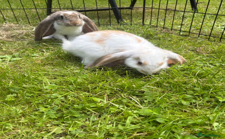 French Lop rabbits - Advert 6
