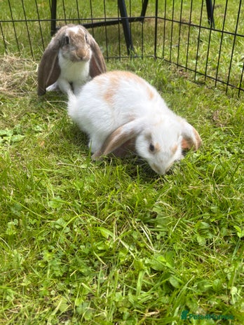 French Lop rabbits - Advert 2
