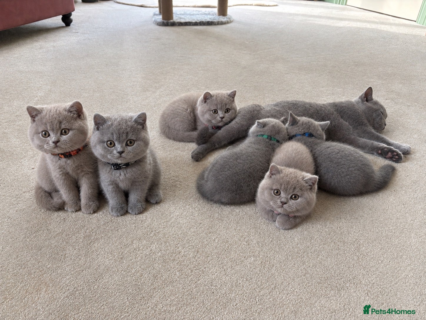 British Shorthair cats GCCF and TICA Registered British Shorthair Kittens - Advert 1