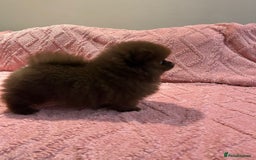 Pomeranian dogs for sale: Beautiful Pomeranians Ready for new forever homes  - Image 5
