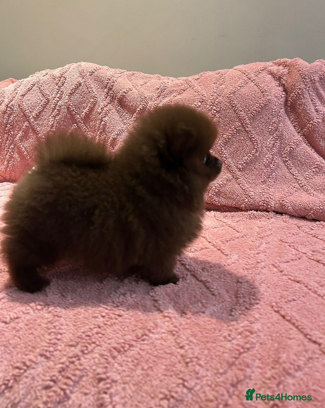 Pomeranian dogs for sale: Beautiful Pomeranians Ready for new forever homes  - Image 5