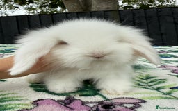 Mini Lion Lop rabbits for sale: Mini Lion Lops *Waiting List Now Open*  - Image 4