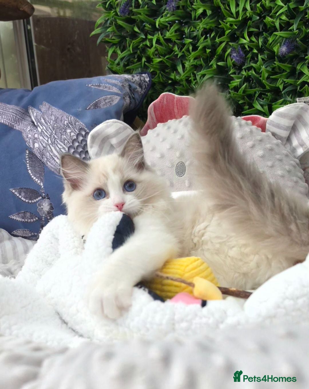Ragdoll cats 🏆🐈TICA 2 chunky boys🏆Champion parents🥰🏆 2025 - Advert 1