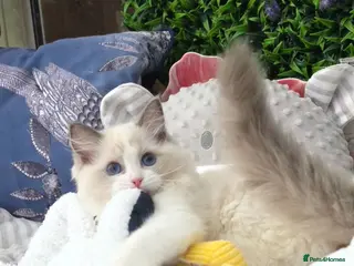Ragdoll cats 🏆🐈TICA 2 chunky boys🏆Champion parents🥰🏆 2025 - Advert 1