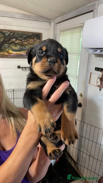 Rottweiler dogs Rottweiler Puppies - Advert 4