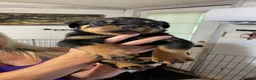 Rottweiler dogs for sale: Rottweiler Puppies in Darlington - Advert 1