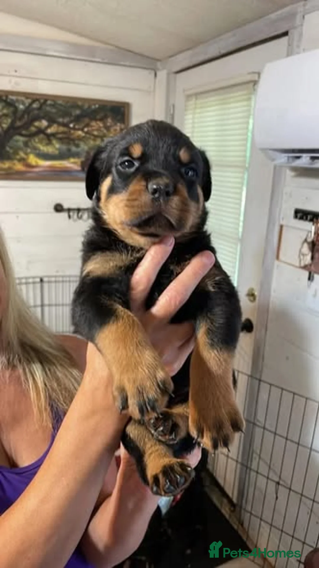 Rottweiler dogs for sale: Rottweiler Puppies in Darlington - Advert 1