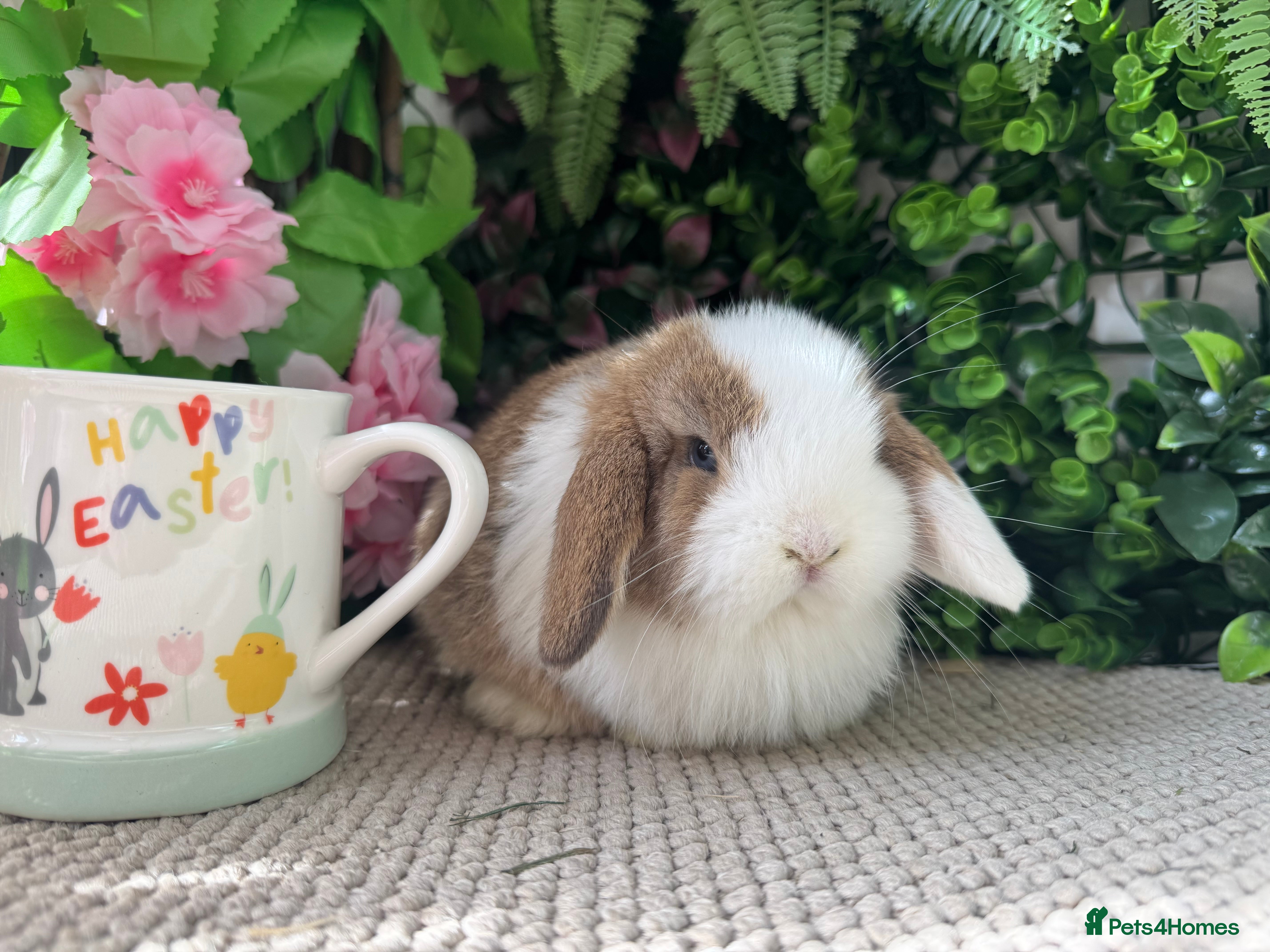 Mini Lop rabbits 3 mini lops ready to go Easter weekend  - Advert 1