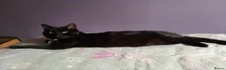 Bombay cats for sale: Tyrion (Miniature Tuxedo x Bombay) - Advert 1