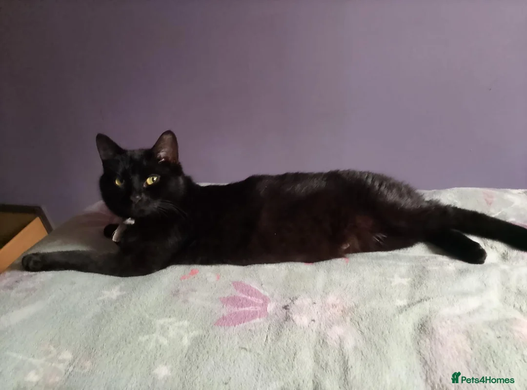 Bombay cats for sale: Tyrion (Miniature Tuxedo x Bombay) - Advert 1