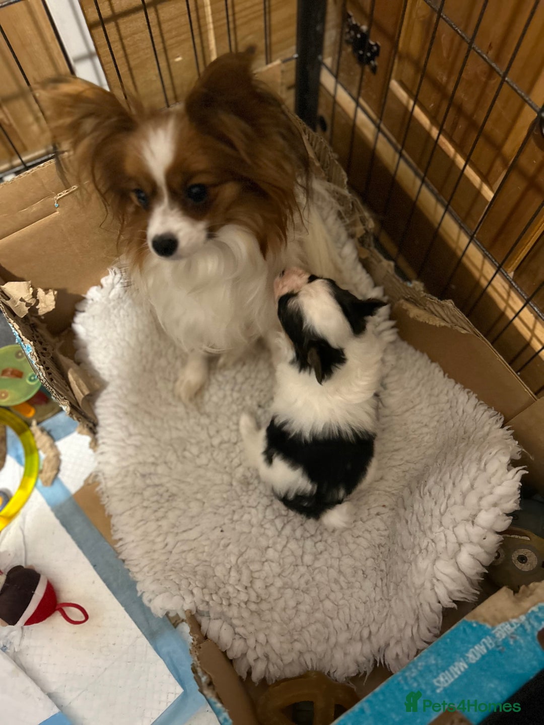 Papillon dogs for sale: One Baby girl  - Advert 3