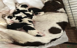 Sprollie dogs for sale: Sprollie puppies looking for  loving homes  - Image 2