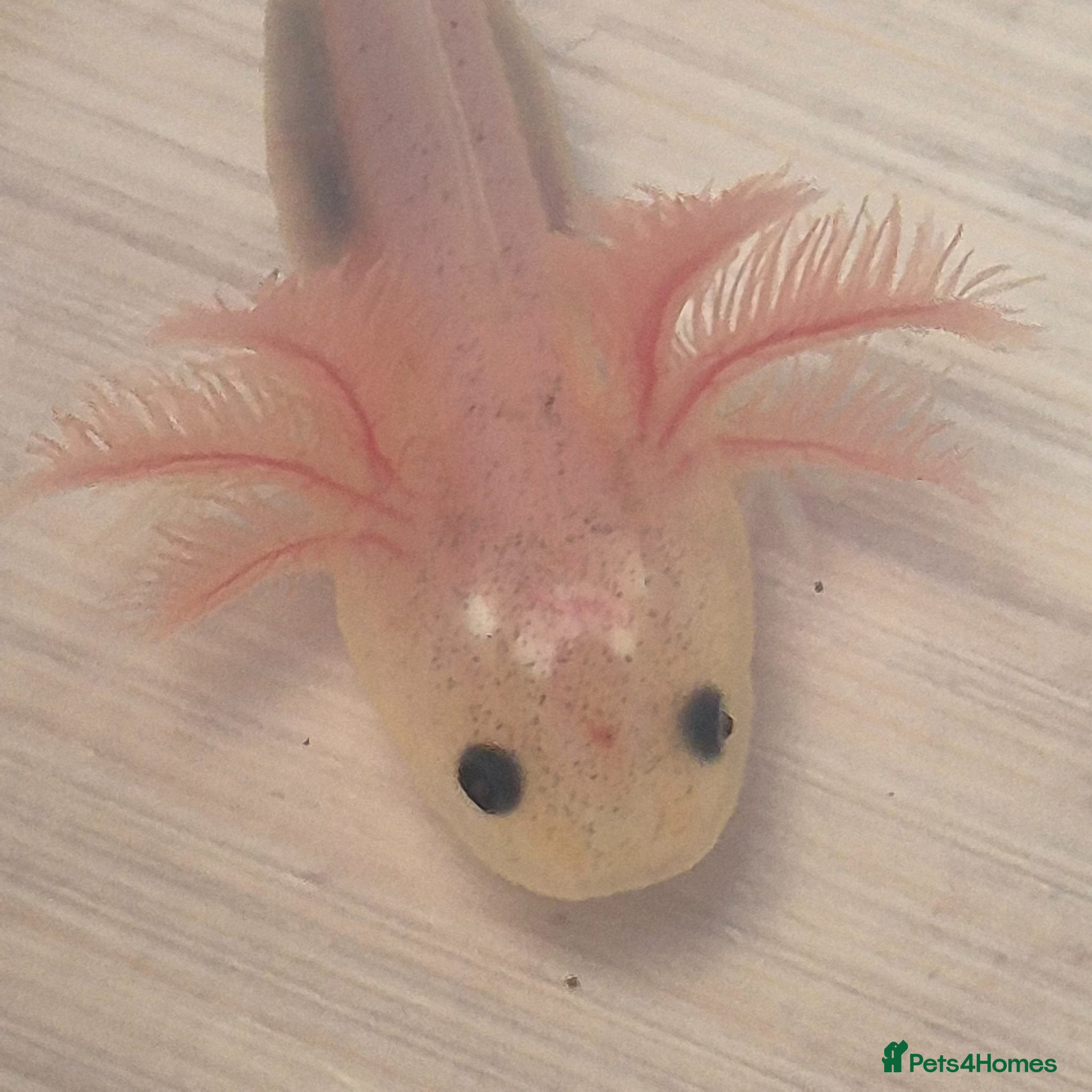 Axolotl reptiles Beutiful Lucianic Albino Babies 3 months old - Advert 1