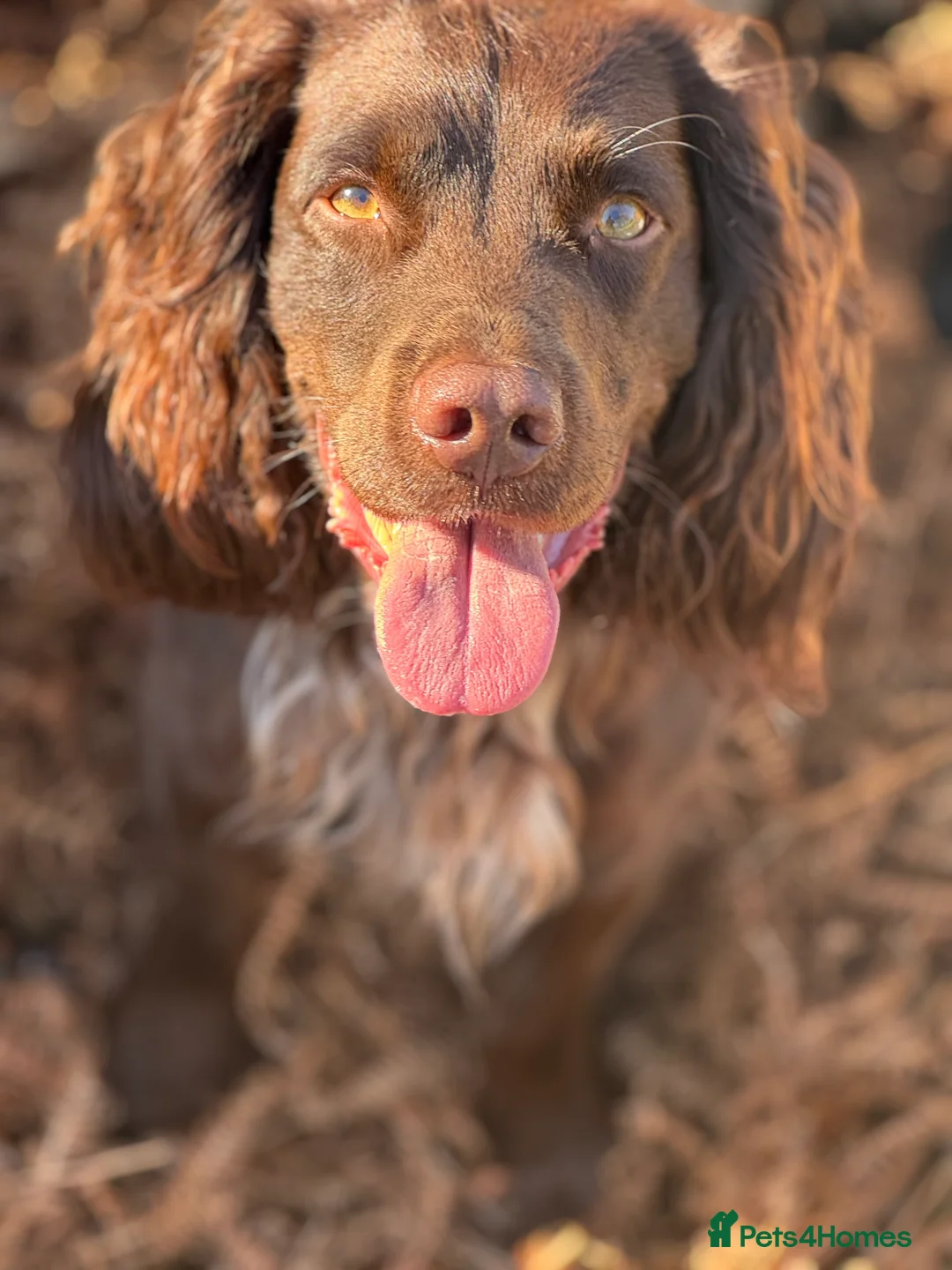 Cocker Spaniel dogs for stud: Working cocker for Stud *proven* in Penicuik - Advert 19