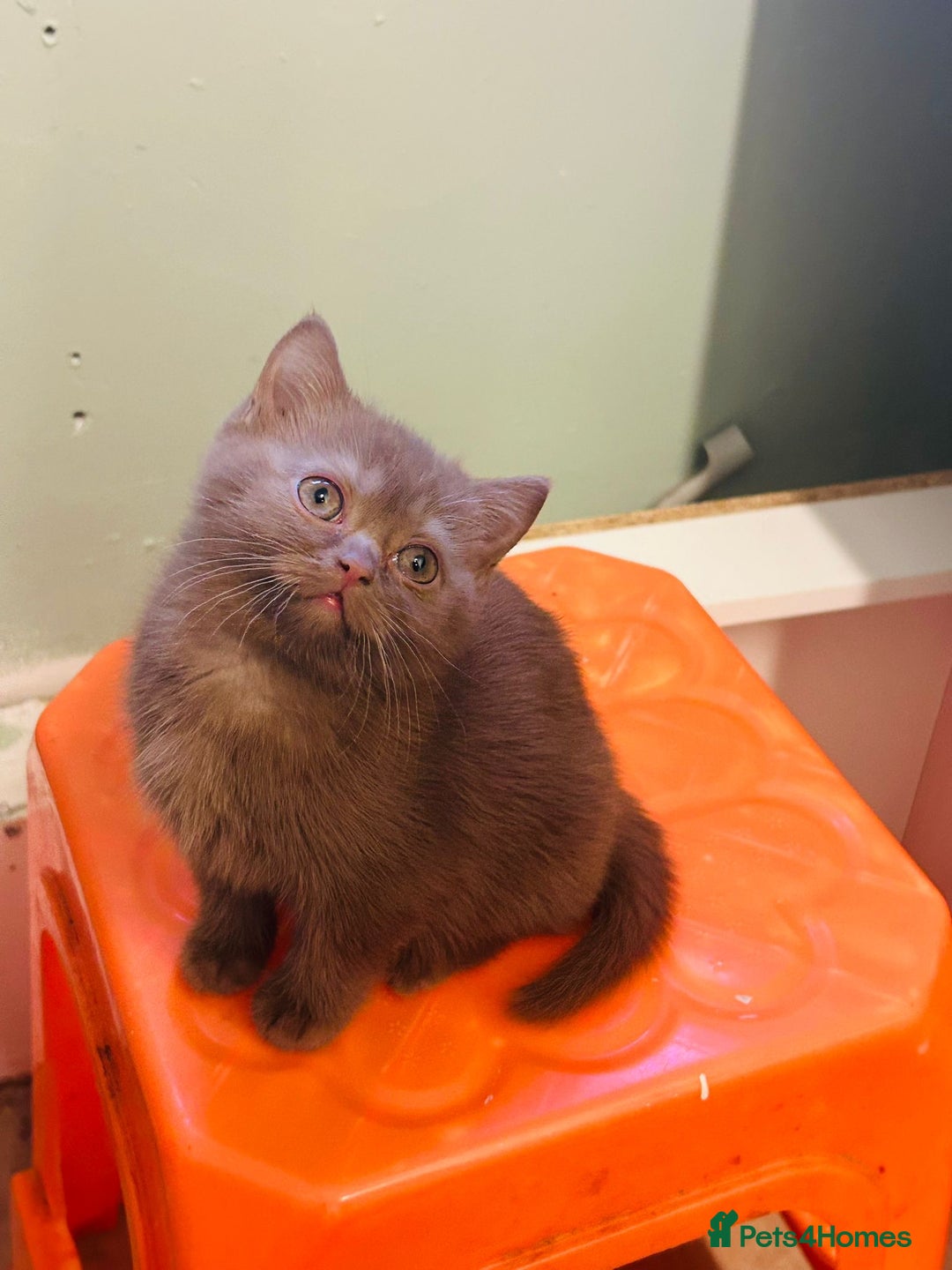 British Shorthair cats for sale: Two Adorable British Shorthair Kittens   - Advert 1