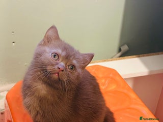 British Shorthair cats Two Adorable British Shorthair Kittens - Advert 1